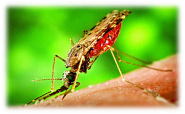 Малярия, всемирный день борьбы с малярией