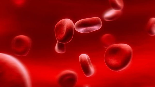 при гемофилии нарушается механизм свертывания крови