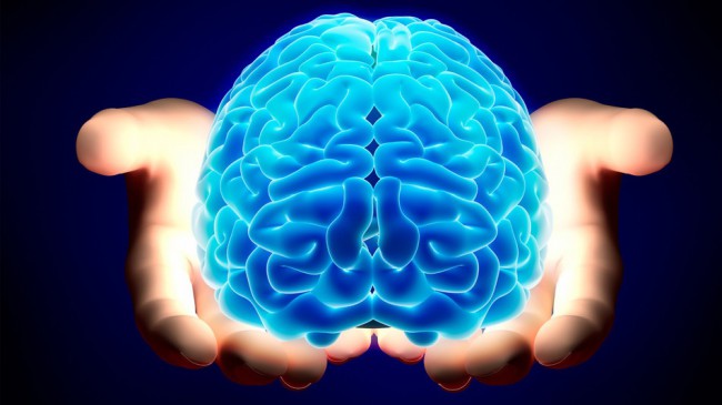 Ученые нашли сотни новых областей в мозге человека