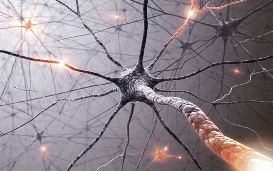 Нейроны мозга, которые теряют связи с мышцами вследствие развития БАС