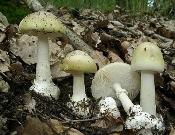 Ядовитые, несъедобные грибы, отравление грибами,  бледная поганка, волоконница