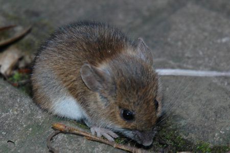 «Грязные» мыши помогут в исследовании иммунитета человека