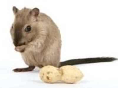 Болезнь Альцгеймера — мыши помогли ученым узнать новое