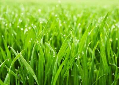 укус клеща изображение "укус клеща"