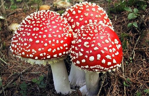 отравление грибами