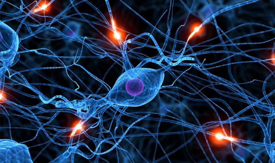 Исследователи нашли нейроны, которые позволяют отказаться от алкоголя
