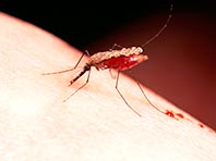 Куры оказались секретным оружием против малярийных москитов